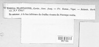 Taeniolella plantaginis image